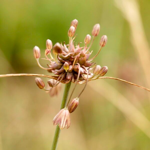 Allium carinatum Kwiat