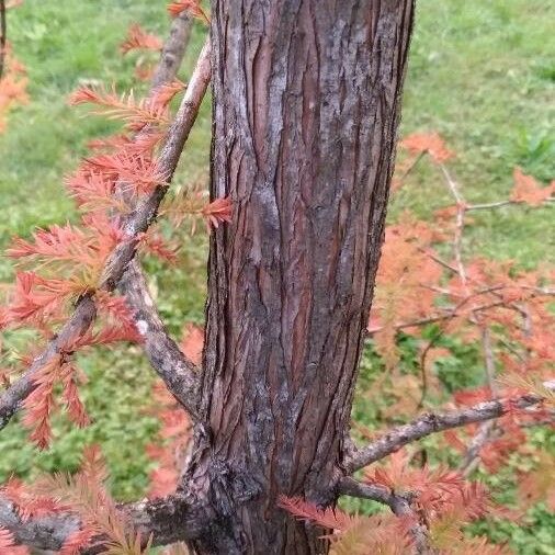 Taxodium distichum 树皮