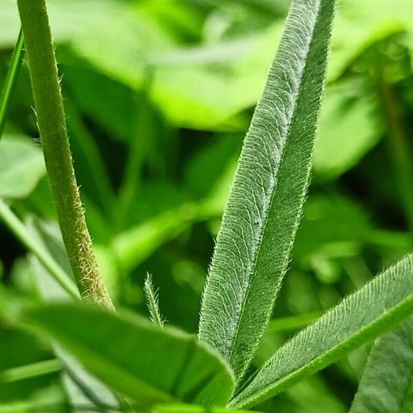 Trifolium alpestre Foglia