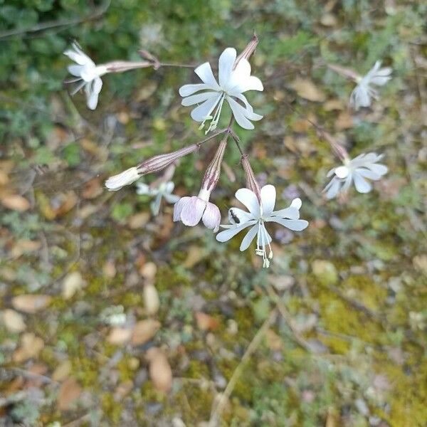 Silene italica Kvet