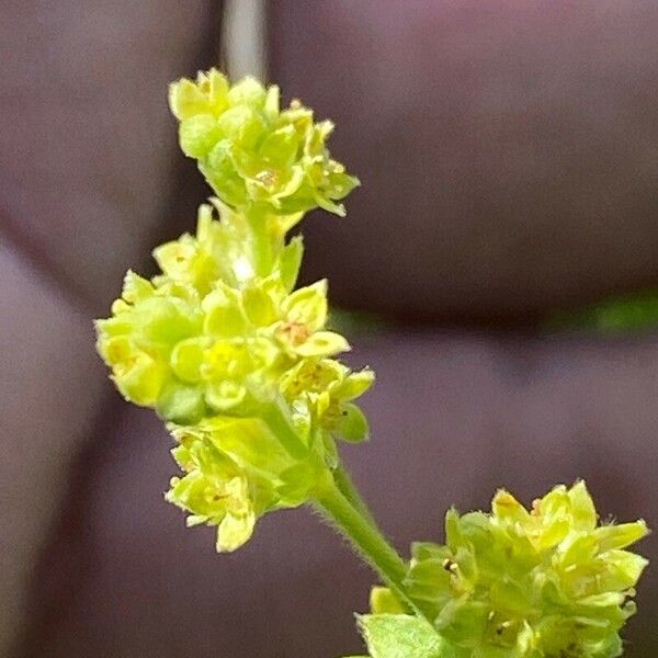 Alchemilla saxatilis Flower