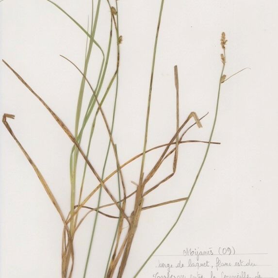 Carex canescens Habitus