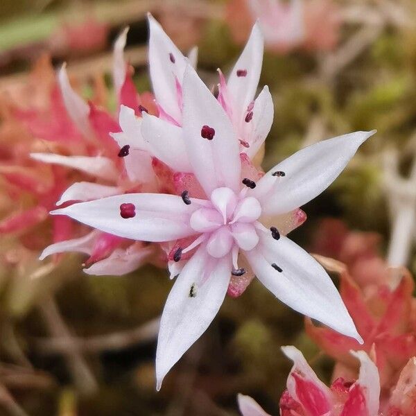 Sedum anglicum Flors