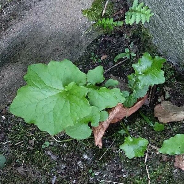 Lactuca muralis 葉