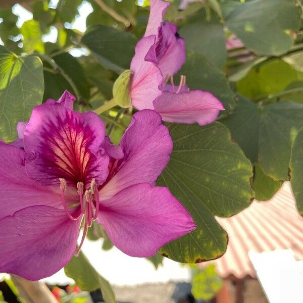 Bauhinia variegata 花