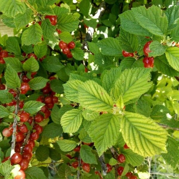 Prunus tomentosa List