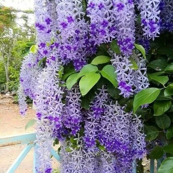 Petrea volubilis Flor