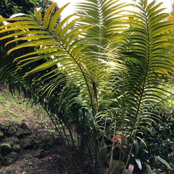 Ceratozamia mexicana Habitus