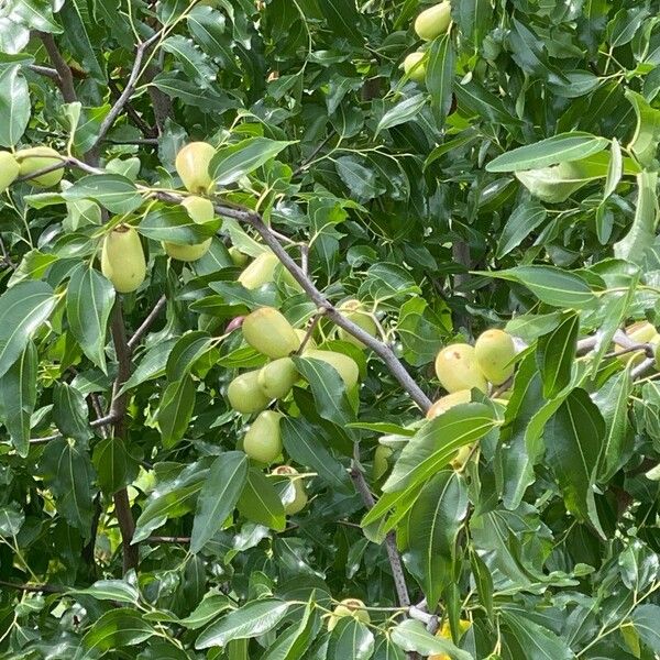 Ziziphus jujuba Fruit