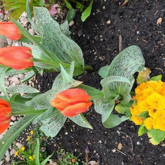 Tulipa greigii Flower