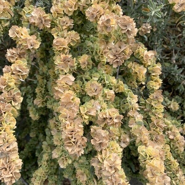 Atriplex canescens Leaf