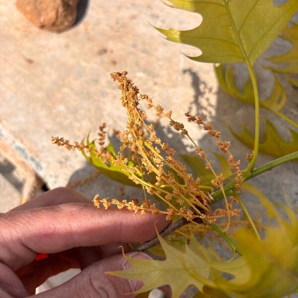 Quercus coccinea Floare