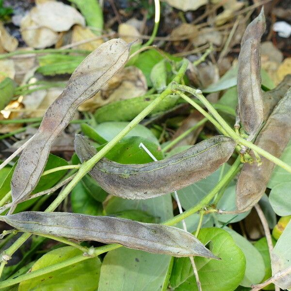 Canavalia sericea Fruchs