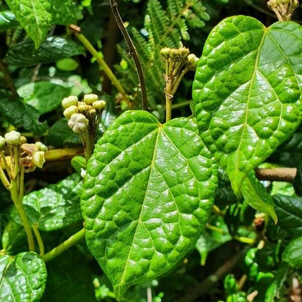 Cynanchum gonoloboides Blatt