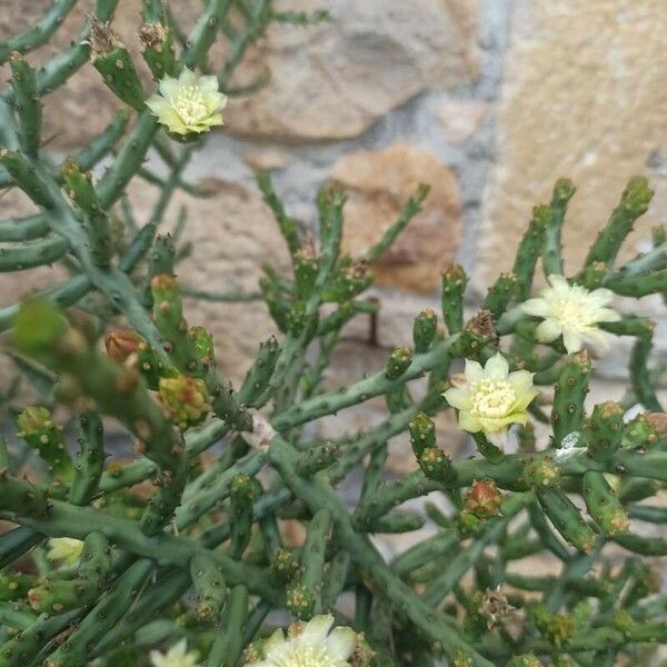 Cylindropuntia leptocaulis Virág