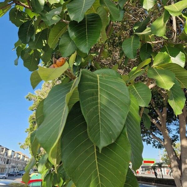 Ficus altissima 葉
