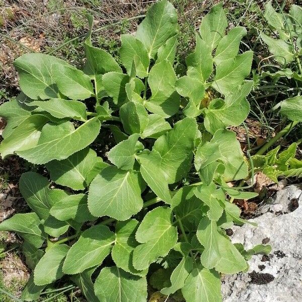 Opopanax chironium Hoja