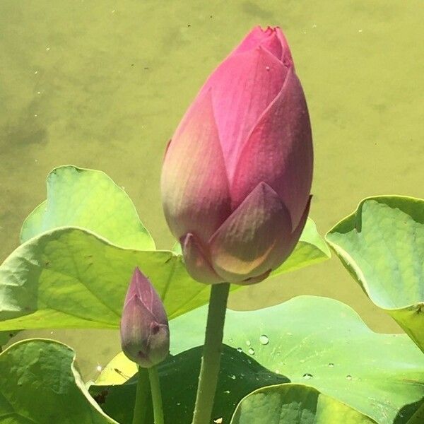 Nelumbo nucifera Flower