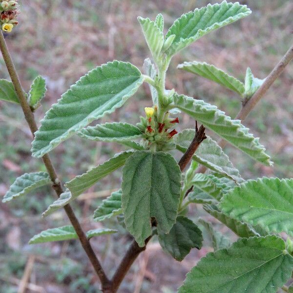 Waltheria indica Květ