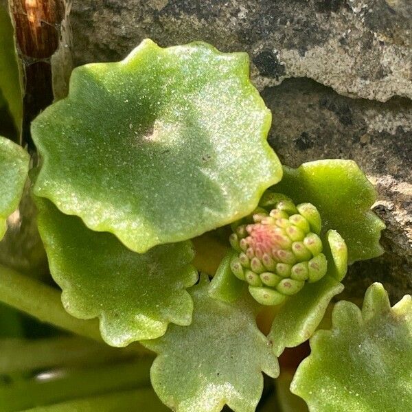 Umbilicus rupestris Lehti