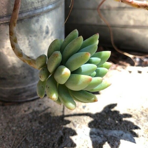 Sedum pachyphyllum Lapas