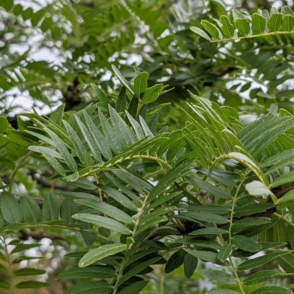 Gleditsia triacanthos 叶