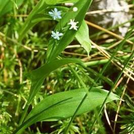 Maianthemum trifolium Λουλούδι