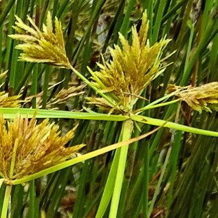 Cyperus polystachyos Flor