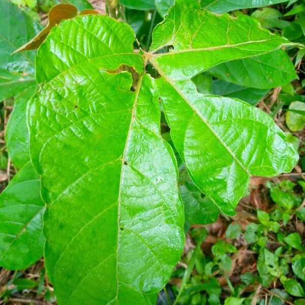 Manniophyton fulvum Liść