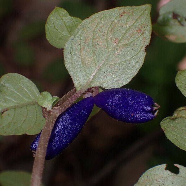 Coccocypselum herbaceum Лист