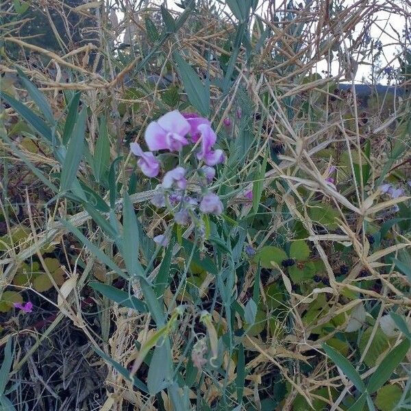 Lathyrus latifolius Листок