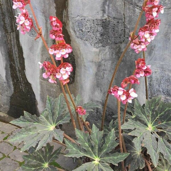 Begonia heracleifolia عادت