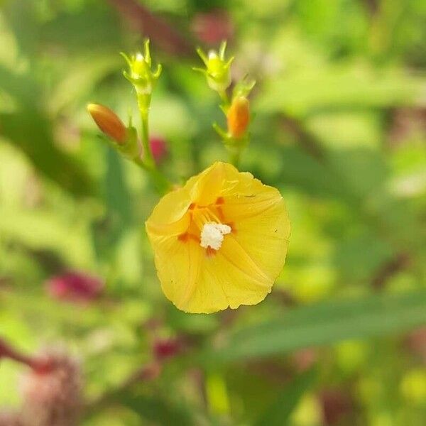 Ipomoea hederifolia പുഷ്പം