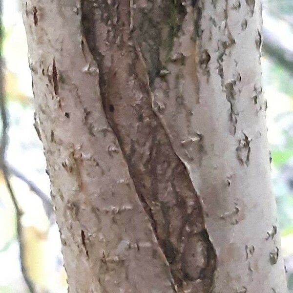 Mespilus germanica Bark