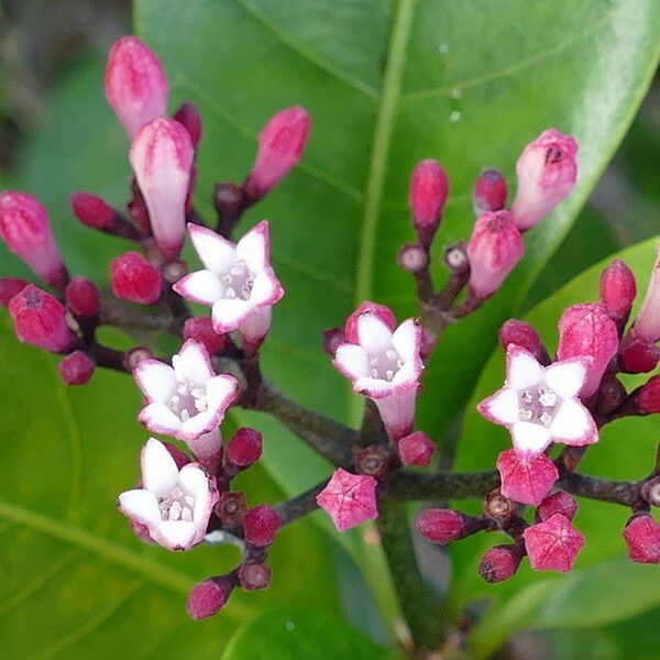 Psychotria gabrieliae Blomst