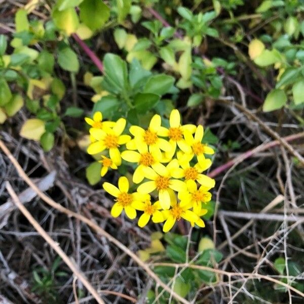 Senecio angulatus Žiedas