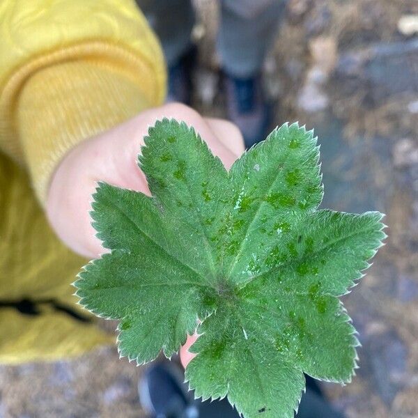 Alchemilla monticola Frunză