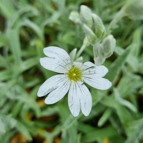 Cerastium tomentosum Blodyn