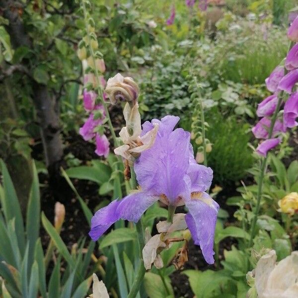 Iris pallida 花