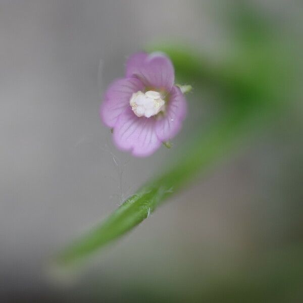 Epilobium parviflorum Blodyn