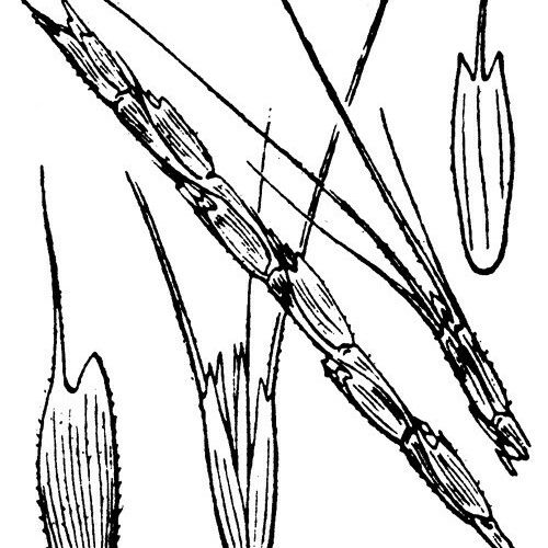 Aegilops cylindrica Other