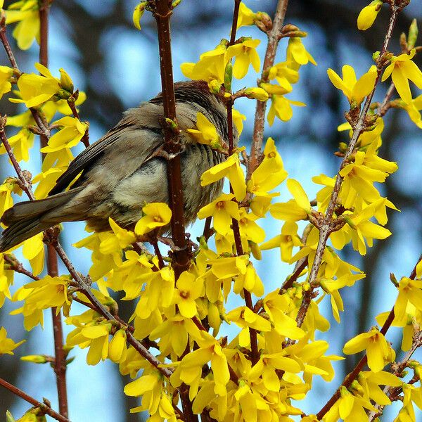 Forsythia suspensa Кветка