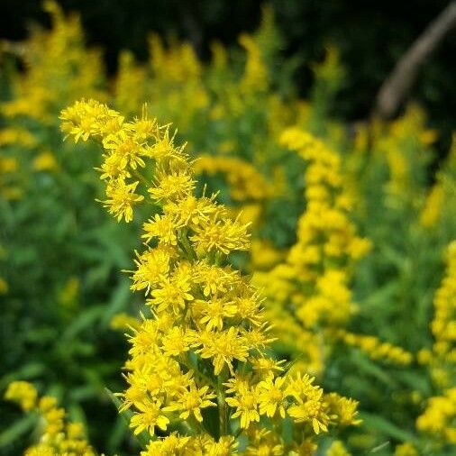 Solidago gigantea Blomst