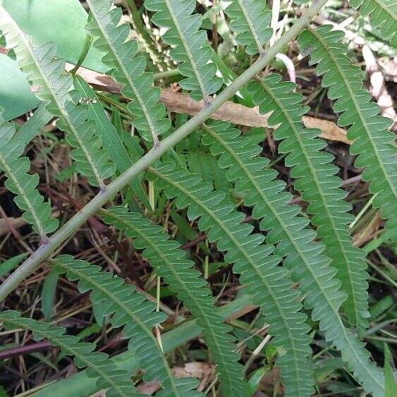 Thelypteris interrupta Leaf