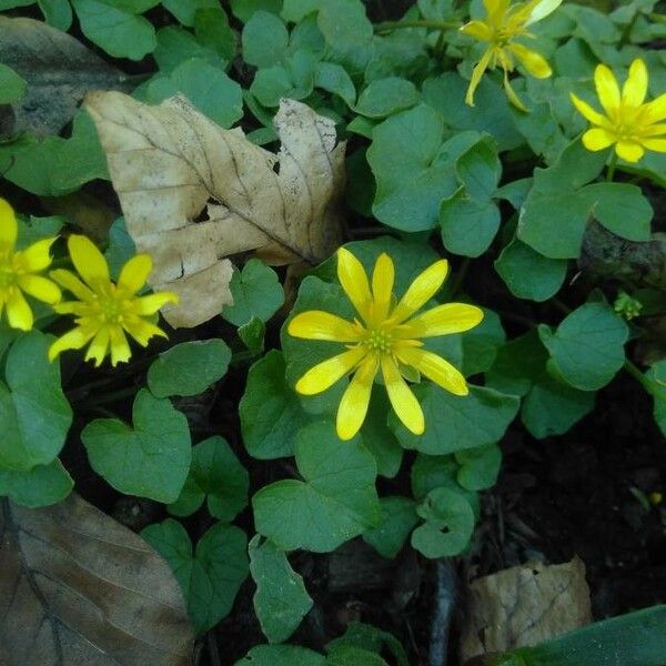 Ficaria verna Fleur