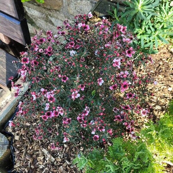 Leptospermum scoparium Habit