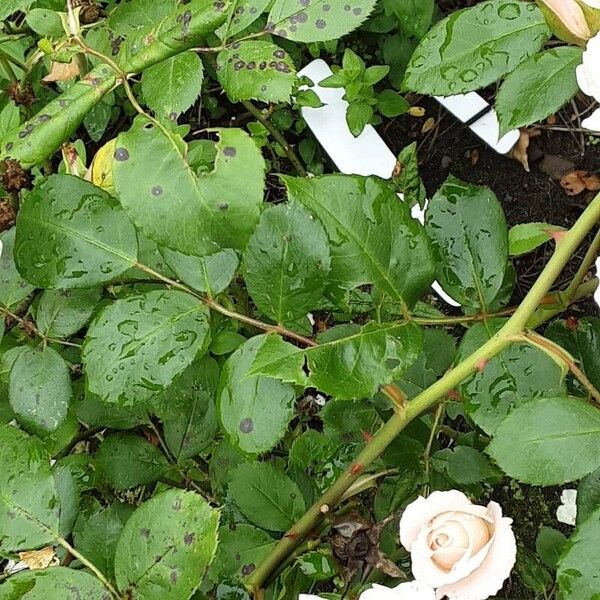 Rosa moschata Leaf