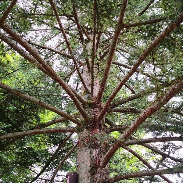 Abies homolepis Habitus