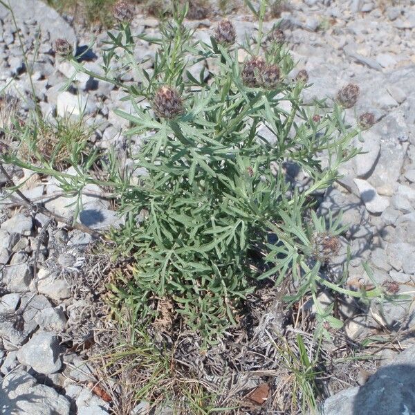 Centaurea corymbosa autre