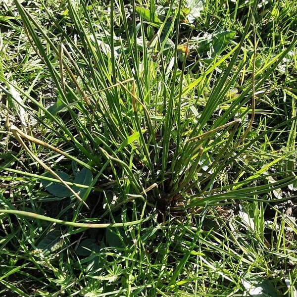 Juncus effusus عادت داشتن